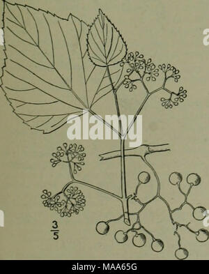 . An illustrated flora of the northern United States, Canada and the British possessions : from Newfoundland to the parallel of the southern boundary of Virginia and from the Atlantic Ocean westward to the 102nd meridian . I. Ampelopsis cordata Michx. Simple-leaved Ampelopsis. Fig. 2839. Ampelopsis cordata Michx. Fl. Bor. Am Glabrous or the young twigs sparingly pubescent, climbing, the branches nearly terete; tendrils few or none. Leaves broadly ovate. 2'-4' long, coarsely serrate, rarely slightly .s-lobed, glabrous on both sides, or pubescent along the veins, truncate or cor- date at the bas Stock Photo