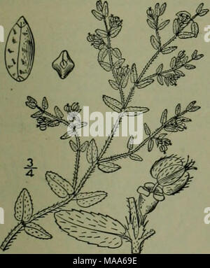 . An illustrated flora of the northern United States, Canada and the British possessions : from Newfoundland to the parallel of the southern boundary of Virginia and from the Atlantic Ocean westward to the 102nd meridian . 13. Chamaesyce maculata (L.) Small. Milk Purslane. Spotted or Blotched Spurge. Fig. 2744. Euphorbia maculata L. Sp. PI. 455. 1753. Chamaesyce maculata Small, Fl. SE. U. S. 713. 1903. Annual, dark green, puberulent or pilose. Stem branched from the base, the branches slender, radiately spreading, prostrate, 2-15' long, often dark red; leaves usually blotched, oblong or ovate- Stock Photo