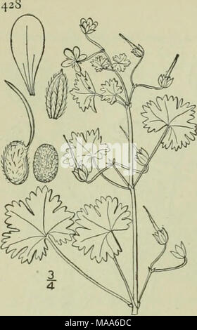 . An illustrated flora of the northern United States, Canada and the British possessions : from Newfoundland to the parallel of the southern boundary of Virginia and from the Atlantic Ocean westward to the 102nd meridian . GERANIACEAE. 5. Geranium rotundifolium L. Round-leaved Crane's-bill. Fig. 2656. Geraniun ndifoiium L. Sp. PI. 683. 753- Annual, often tufted, 6'-i8' high, much branched, softly pubescent with spreading white purple-tipped glandular hairs. Leaves reniform-orbicular, broader than long, ij' wide, cleft about to the middle into 5-g obtuse broad IoIdcs, which are 3-5-toothed; pet Stock Photo