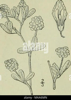 . An illustrated flora of the northern United States, Canada and the British possessions : from Newfoundland to the parallel of the southern boundary of Virginia and from the Atlantic Ocean westward to the 102nd meridian . I. Trifolium agrarium L. Yellow or Hop- clover. Fig. 2474. Trifolium agrarium L. Sp. PI. 772. 1753. ?T. aureum Poll. Hist. PI. Palat. 2: 344. 1777. Glabrous or slightly pubescent, annual, ascending, branched, 6'-i8'high. Leaves petioled ; stipules linear- lanceolate, acuminate, 4&quot;-7&quot; long, adnate to the pe- tiole for about one-half its length; leaflets all from the Stock Photo