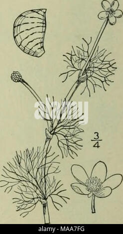 . An illustrated flora of the northern United States, Canada and the British possessions : from Newfoundland to the parallel of the southern boundary of Virginia and from the Atlantic Ocean westward to the 102nd meridian . 3. Batrachium hederaceum (L.) S. F. Gray. Ivy-leaved Crowfoot. Fig. 1929. Ranunculus hederaceus L. Sp. PI. 556. 175J. Batrachium hederaceum S. F. Gray, Nat. Arr. Brit. PI. Semi-aquatic, rooting extensively at the joints, branching, entirely glabrous. Leaves floating, or spreading on the mud, semi-circular, reniform or broadly ovate in outline, 3-5-lobed, z&quot;-^&quot; long Stock Photo