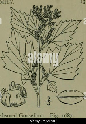 . An illustrated flora of the northern United States, Canada and the British possessions : from Newfoundland to the parallel of the southern boundary of Virginia and from the Atlantic Ocean westward to the 102nd meridian . II. Chenopodium hybridum L. Maple-leaved Goosefoot. Fi Chenopodium hybridum L. Sp. PI. 21 Stock Photo