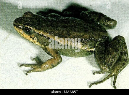 . Ecuadorian frogs of the genus Colostethus (Anura:Dendrobatidae) . Stock Photo
