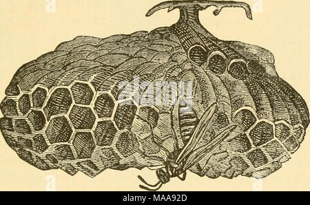 . Economic entomology for the farmer and fruit-grower . Nest of Polistcs ^allicola. sance sometimes in the orchard, where they are apt to attack all fruits that show the least trace of injury or decay, and they have been accused, as, indeed, have the bees as well, of actually punct- uring juicy specimens to get at the liquid contained in them. Some of the species are undoubtedly useful in pollenizing fruit flowers, but there are none of pre-eminent advantage in this di- rection. The last family in the order contains the bees, and these, as in the wasps, may be either social or solitary. The so Stock Photo