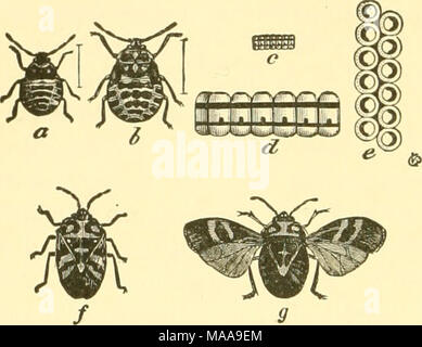. Economic entomology for the farmer and fruit-grower . that are predaceous and others that are plant-feeders, and, as in the preceding case, it is difificult to say alv/ays whether the species are beneficial or injurious. They will all stand watching, at any rate, but, fortunately, not many of them occur in great numbers. Perhaps the most marked exception is the " harlequin cabbage-bug,'' Murgantia histrionica. This is one of the most serious pests to cabbage in the Southern States, being found in small numbers on Long Island, in the southern part of New Jersey, and then increasing rapid Stock Photo