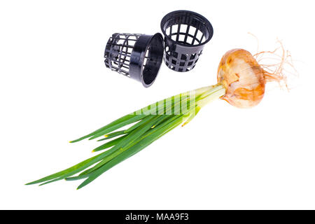 Bulb with roots and green shoots. Studio Photo Stock Photo