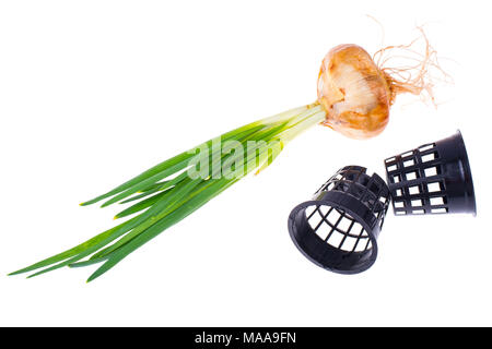 Bulb with roots and green shoots. Studio Photo Stock Photo