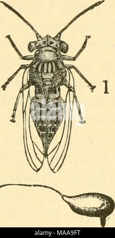 . Economic entomology for the farmer and fruit-grower . The pear-psylla.—a, pupa from under side, showing the thread-like piercing lancets; to the right, a winged adult and stalked egg. cicada. They all belong to the family Psyllidce, some species of which are exceedingly troublesome,—^-g-, the "pear-psylla," Psylla pyricola. This infests pear-trees in the more northern parts of the country, extending south to Maryland, though south of New York State it occurs in isolated patches only. It does its injury, first, by sucking the juices of the plant and so weakening it; second, it exude Stock Photo