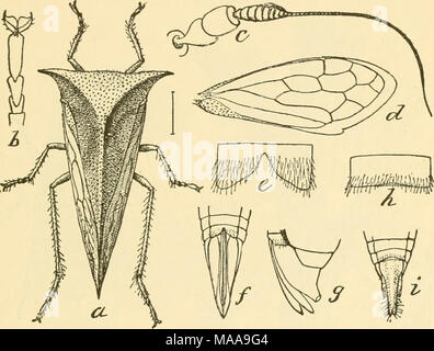 . Economic entomology for the farmer and fruit-grower . Buffalo tree-hopper, Ceresa bubalus.—a, adult; b, c, d, tarsus, antenna, and wing-, /,g, tip of abdomen, showing ovipositor. cuttings to destroy the eggs. Active insecticide applications are hardly indicated. Next come the cicadas, or &quot;harvest-flies,&quot; often miscalled locusts, and the largest of the Homoptera. They are easily known by their broad, transparent wings, the large head with prominent eyes set on each side, and by their intensely shrill, loud song, which during midsummer forms one of the common sounds of the country. T Stock Photo