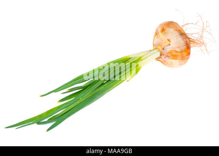 Bulb with roots and green shoots. Studio Photo Stock Photo