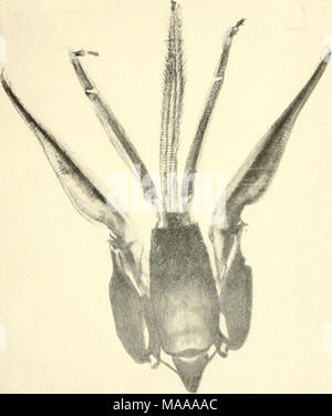 . Economic entomology for the farmer.. . Mouth parts of a mandibulate ...