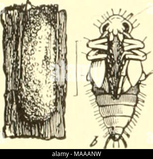 . Economic entomology for the farmer and the fruit grower, and for use as a text-book in agricultural schools and colleges; . Stock Photo