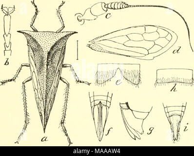 . Economic entomology for the farmer and the fruit grower, and for use as a text-book in agricultural schools and colleges; . Buffalo tree-hopper, Ceresa bubalus.—a, adult; b, c, d, tarsus, antenna, and wing; /,g, tip of abdomen, showing ovipositor. cuttings to destroy the eggs. Active insecticide applications are hardly indicated. Next come the cicadas, or &quot;harvest-flies,&quot; often miscalled locusts, and the largest of the HoDwptcra. They are easily known by their broad, transparent wings, the large head with prominent eyes set on each side, and by their intensely shrill, loud song, wh Stock Photo