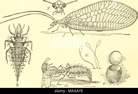 . Economic entomology for the farmer and the fruit grower, and for use as a text-book in agricultural schools and colleges; . A lace-wiiiged fly, Chrysopa oculala.—a, tlie eggs; b, the larva ; d, same, feeding on ti pear-psylla ; e, cocoon, from which /', the adult, has escaped ; s, head of adult in front, enlarged. The entire life history of the insects is interesting. The female in ovipositing touches the end of the ab'domen to the surface,— usually a leaf,—upon which the eggs are to be laid, and then elevates her body about a quarter of an inch, emitting at the same time a viscid thread whi Stock Photo