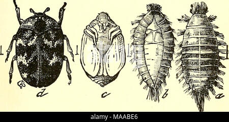 . Economic entomology for the farmer and fruit-grower [microform] : and for use as a text-book in agricultural schools and colleges . The carpet-beetle, Anthrenus scrophulariir.—a, larva; b, larval skin split to expose the pupa within it; c, pupa; &lt;/, beetle. in this stage, in company with species of Antlirenus, in which the larvae are stouter, more clumsy, equally clothed with hairs, but with the ability to expand two larger tufts posteriorly. Anthre?i2is also contains museum pests as well as the &quot;carpet- beetle,&quot; A. scrophidaria, which feeds on woollens in the larval condition,  Stock Photo