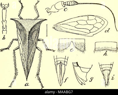 . Economic entomology for the farmer and fruit-grower [microform] : and for use as a text-book in agricultural schools and colleges . Buffalo tree-hopper, Ceresa biibalus.—a, adult; 5, c, d, tarsus, antenna, and wing- f,g, tip of abdomen, showing ovipositor. cuttings to destroy the eggs. Active insecticide applications are hardly indicated. Next come the cicadas, or &quot;harvest-flies,&quot; often miscalled locusts, and the largest of the Homoptera. They are easily known by their broad, transparent wings, the large head with prominent eyes set on each side, and by their intensely shrill, loud Stock Photo