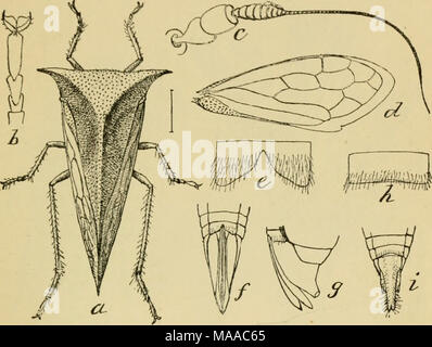 . Economic entomology for the farmer and the fruit grower, and for use as a text-book in agricultural schools and colleges; . Buffalo tree-hopper, Ceresa btibalus.—a, adult; b, c, d, tarsus, antenna, and wing; /, ^, tip of abdomen, showing ovipositor. cuttings to destroy the eggs. Active insecticide applications are hardly indicated. Next come the cicadas, or &quot;harvest-flies,&quot; often miscalled locusts, and the largest of the Homoptera. They are easily known by their broad, transparent wings, the large head with prominent eyes set on each side, and by their intensely shrill, loud song,  Stock Photo