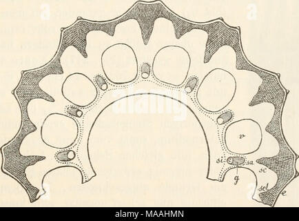 equisetum x trachyodon Stock Photo Alamy