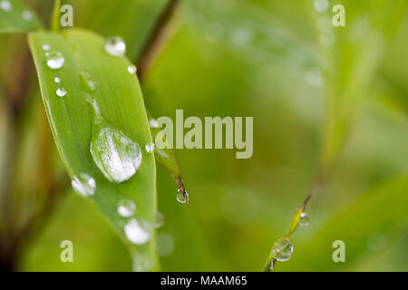 Fresh rain forms clear water droplets on green leafs. Stock Photo