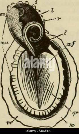 . East coast marine shells : descriptions of shore mollusks together with many living below tide mark, from Maine to Texas inclusive, especially Florida, with more than one thousand drawings and photographs . and known as the CAPITULIFORM TOOTH, often shaped like the blade bone of a shoulder of mutton. The central tooth is present and often small. (g) DOCOGLOSSA. Compared with the Rhlpidoglossa the members of this group nossess a radula with a few strong teeth. Only three fam- ilies, Acmaeidae, Patellidae (Fig. S8) and Lepetidae are placed here. The number of teeth in a row range from two to t Stock Photo