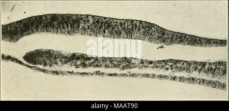 . Early stages of vasculogenesis in the cat (Felis domestica) with especial reference to the mesenschymal origin of endothelium . Stock Photo