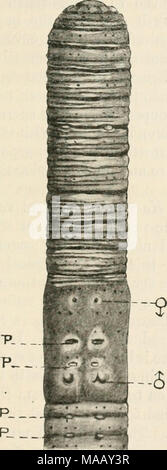 . Earthworms and their allies . Fig. 8. Ventral view of Eutyphoeus masoni. p papillae, J male pores, ? oviduct pores. ( x 3.)