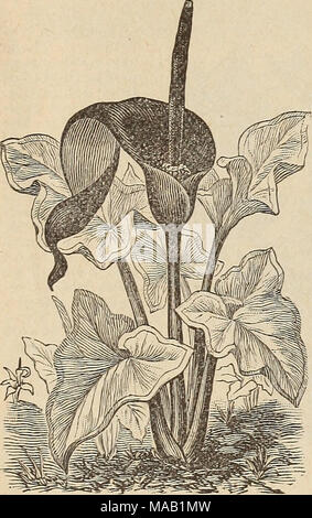 . Drumm Seed and Floral Co. : Fall, 1894-5 . CALLAS. Black Calla. (Arum Sanctum.) A mag- nificent and remark- able variety from the Holy Land. The plant produces one large flower the shape of a Calla, but from 14 to 18 inches long and 4 inches broad, and of a rich dark purple color and green under- neath, somewhat wavy at the borders and curled at the smaller end. The spathe rising from the centre of the flower is about ten inches long, velvet- like and quite black. It is raised on a slender but vigorous stalk of brown-red, shading to green at the upper end. The leaves are large and very wavy, Stock Photo