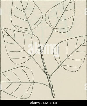 . The drug plants of Illinois . POLYGONUM AVIGULARE L. Knotgrass, knotweed, dooryard weed, mat grass. Polygonaceae.—A prostrate or ascending, much-branched, matted herb, annual; stems slender, striate; leaves bluish-green, lanceolate, 14 ^o ^ inch long, alternate, entire; petioles very short, con- nected with a papery sheath at the stem node; flowers pinkish, very small, in axillary clusters; fruit a small, 3-angled, reddish-brown to black, dull achene or seed. The herb collected; also occasionally the root and seeds. Common in waste places throughout the state. Used as an astringent; the seed Stock Photo