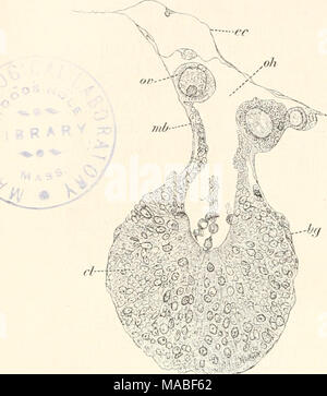 . Dr. H.G. Bronn's Klassen und Ordnungen des Thier-Reichs : wissenschaftlich dargestellt in Wort und Bild . Querschnitt durch einen reifen Eierstock einer Distaplia occiclentalis. (Nach Bancroft.) 'â '^â¢^/j. bg = Bindegewebszellen an der Ovarial- wand; cl = sog. Corpus luteum; ec = ekto- derniales Hautepithel: mb = Membrana propria oder Basalmembran des Eierstocks; oh = Ova- rialhÃ¶hle; od ;= Ã¼varialwand resp. Eier. Die Ansstossung des reifenden Eies aus dem Eierstock und Aussen- follikel soll durch die ElasticitÃ¤t der oben bereits beschriebenen Membrana propria, die die Ova- ria!- und Auss Stock Photo