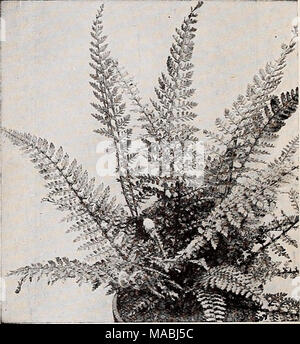 . Dreer's wholesale price list for florists : bulbs garden &amp; greenhouse plants ferns succulents roses pernnial plants hardy vines shrubs flower seeds vegetable seeds sundries grass seed . The Hardy Lace Fern, Polystichum angulare THE HARDY LACE FERN Polystichum angulare With careful protection, covering with a liberal amount of leaves in the winter, this graceful variety will prove hardy as far north as Philadelphia. The fronds are from IS to 24 inches long by 2% to 3 inches wide with finely divided pinnae of a rich dark green color with darker inidrib and stem. 50c each; $5.00 per doz. Eu Stock Photo