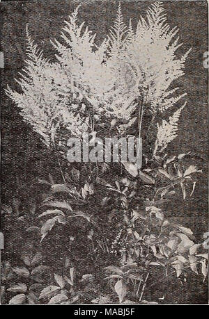 . Dreer's wholesale price list for florists : bulbs garden &amp; greenhouse plants ferns succulents roses pernnial plants hardy vines shrubs flower seeds vegetable seeds sundries grass seed . Astilbe Astilbe This collection includes the best of the latest novel- ties. All are varieties of strong vigorous growth pro- ducing many branched, feathered heads of flowers during June and July. Amethyst. Deep violet-red flowers on well branched spikes; 3 feet. Granat. Deep crimson flowers; 3 feet. Grandis rosea magnifica. A beautiful pure pink in much branched spikes; 4 feet. Kriemhilde. Delicate, plea Stock Photo