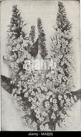 . Dreer's wholesale price list for florists : flower seeds lawn grass seeds bulbs plants sundries . Vltex IWacropliylla (The Rare Chaste Tree) Pyracantha (Crataegus) Coccinea Lalandi (FIrethorn or Evergreen Thorn) There is no other fruiting ever- green Shrub that is so attractive throughout the year as this fiery Thorn and which will succeed in any fairly sunny position, develop- ing into a shapely plant 6 or more feet high; it may be planted either in connection with other Shrubs or as a single specimen or may be trained with wonderful effect against a wall. Its large trusses of white flowers Stock Photo