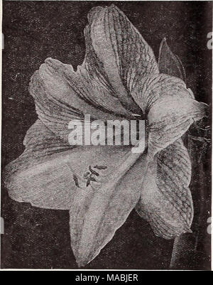 . Dreer's wholesale price list for florists : bulbs flower seeds lawn grass seeds plants sundries . Dreer's Giant American Hybrid Amaryllis Agapanthus Umbellatus. Strong 6-inch pots. Strong 8-inch tubs, $2.00 each. $6.00 per doz. Agave (Century Plant) Americana. Glaucous dark green foliage. —Variegata. The glaucous foliage is prettily bordered and marked with creamy yellow. Either variety, 4-inch pots, 35 cts.; 6-inch pots. $1.00 each. Aglaonema Costatnm. Heart-shaped leaves of dark, shining green, with white midrib and scattering blotches of white. 35 cts. each; $3.50 per doz. Aloe Arborescen Stock Photo