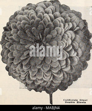 . Dreer's wholesale price list for florists : special spring edition . Giant Dahlia-Flowered Zinnia California Giant Double Zinnias Of strong, robust growth, 3 feet high, with colossal flowers frequently measuring from 5 to 6 Inches In diameter. Tr. pkt. Oz. Crimson. Very rich $0 25 $1 00 Miss Willmott. Charming tone of soft but bright rose pink.. 25 1 00 Lemon Queen. Clear primrose. 25 1 00 Ornnfjc King. Rich golden orange 25 1 00 Purity. Pure White 25 1 00 Rone Queen. Rich deep rose... 25 1 00 Salmon. Rich salmony rose, extra fine 25 1 00 Finest Mixed. A splendid mix- ture, containing a larg Stock Photo