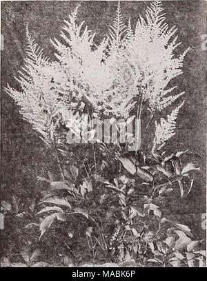 . Dreer's wholesale price list for florists : bulbs flower seeds lawn grass seeds plants sundries . Astilbe Astilbe This collection includes the best of the latest nov- elties, all are varieties of strong- vigorous growth producing many branched feathered heads of flowers during June and July. They succeed best in a half- shady moist position in any ordinary garden soil. Amethyst. Deep violet-red flowers on well-branched spikes; 3 feet. Granat. Deep crimson flowers; 3 feet. Grandis Rosea Magnifica. A beautiful pure pink in much branched spikes; 4 feet. Kriemhilde. Delicate, pleasing salmon-ros Stock Photo