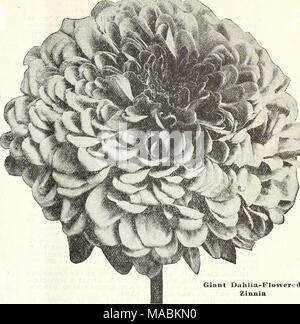 . Dreer's wholesale price list for florists : special spring edition . /&amp; Giant Dulilia-FIoivered Zinnia California Giant Double Zinnias Of strong, robust growth, 3 feet high, with colossal flowers frequently measuring from 5 to 6 inches in diameter. Tr. pkt. Oz. Crimson. Very rich $0 25 $1 00 Miss Vl'iHraott. Charming tone of soft but bright rose pink.. 25 1 00 Lemon Queen. Clear primrose. 25 1 00 Oran^^c King. Rich golden orange 25 1 00 Purity. Pure White 25 1 00 Rose Q,ueen. Rich deep rose... 25 1 00 Salmon. Rich salmony rose, extra flne 25 1 00 Finest Mixed. A splendid mix- ture, conta Stock Photo