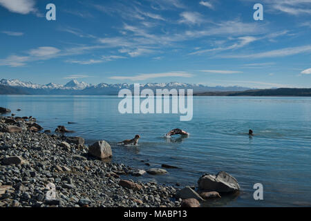 Going For A Swim In Lake Pukaki South Island New Zealand Stock Photo Alamy