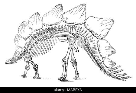 Dinosaurier Stegosaurus Skelett / dinosaur Stegosaurus skeleton Stock ...