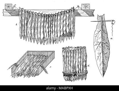 tufts tobacco Drying and packing of tobacco. a threading the leafs, b tobacco banding, c  packing the leaves, d tobacco tufts Stock Photo
