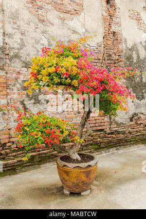 Colorful bougainvillea flower in big jar on old broken brick wall background Stock Photo