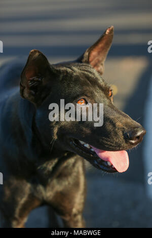 Close up face of a cute black dog in Thailand Stock Photo