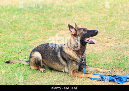 a large German Shepherd Dog that is laying down against a green grass backdrop and looking up Stock Photo