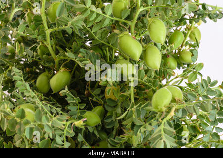 Green chickpea pods on plant Stock Photo