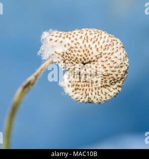 A macro shot of a japanese anemone seed capsule. Stock Photo