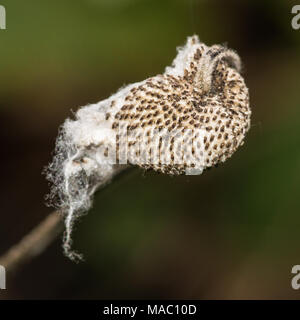 A macro shot of a japanese anemone seed capsule. Stock Photo