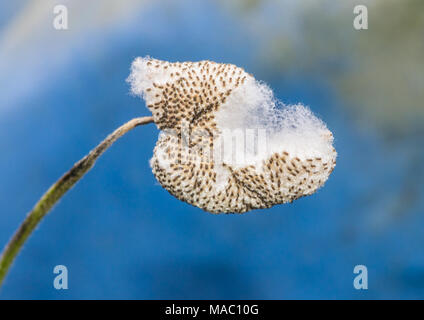 A macro shot of a japanese anemone seed capsule. Stock Photo