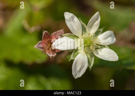 Trail blackberry flower (Rubus ursinus) bloom in spring, Point Lobos State Natural Reserve, California, United States. Stock Photo