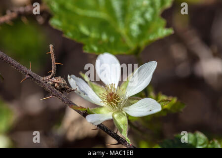 Trail blackberry flower (Rubus ursinus) bloom in spring, Point Lobos State Natural Reserve, California, United States. Stock Photo