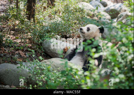 Giant panda lying on rock in the forest, Chengdu,  China Stock Photo
