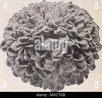 . Dreer's novelties and specialties 1939 : 101 years of Dreer quality seeds plants bulbs . Gorgeous Dahlia-Flowered Zinnias This grand type of Zinnias is very popular with those who admire a large-flowering tj'pe of highest quality. The plants make strong, vigorous bushes, 3 feet taU, and produce manj' mammoth flowers which measure as much as 6 inches across and 3 to 4 inches deep. They delight in a soil of good fertility and need plenty of sunshine to develop to perfection. 4521 *Canary Bird yellow. 4523 *Crimson Monarch. Crimson scarlet. 4525 Dream. Deep lavender. unusual. 4527 *Exquisite. A Stock Photo